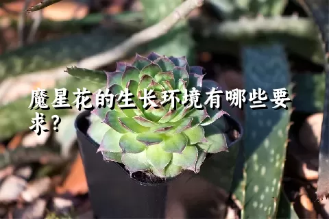 魔星花的生长环境有哪些要求？