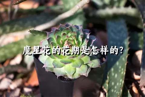 魔星花的花期是怎样的？