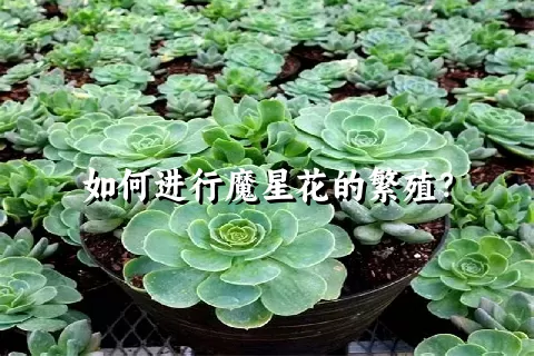 如何进行魔星花的繁殖？