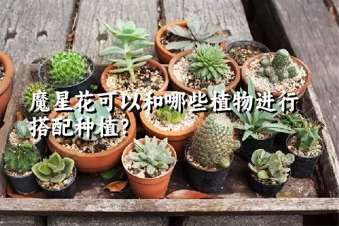 魔星花可以和哪些植物进行搭配种植？