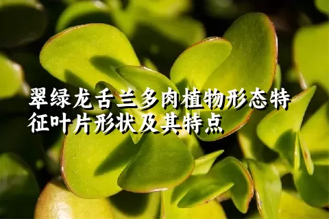 翠绿龙舌兰多肉植物形态特征叶片形状及其特点