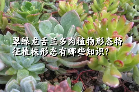 翠绿龙舌兰多肉植物形态特征植株形态有哪些知识？