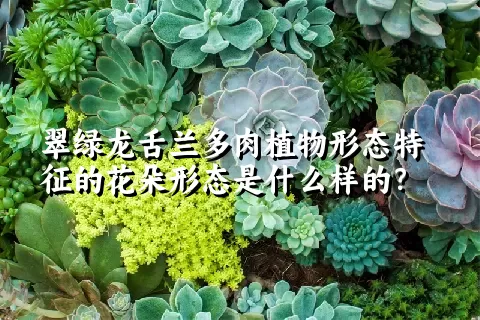 翠绿龙舌兰多肉植物形态特征的花朵形态是什么样的？