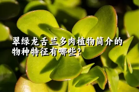 翠绿龙舌兰多肉植物简介的物种特征有哪些？