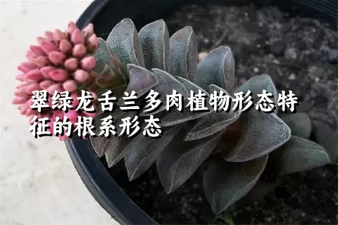 翠绿龙舌兰多肉植物形态特征的根系形态