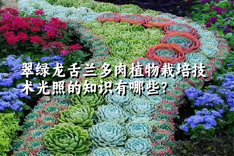 翠绿龙舌兰多肉植物栽培技术光照的知识有哪些？ 