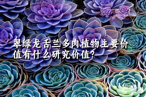 翠绿龙舌兰多肉植物主要价值有什么研究价值？