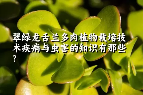 翠绿龙舌兰多肉植物栽培技术疾病与虫害的知识有那些？ 