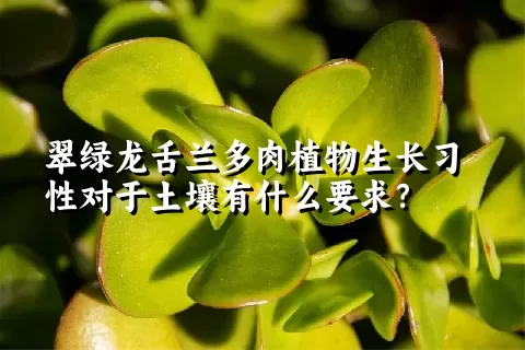 翠绿龙舌兰多肉植物生长习性对于土壤有什么要求？	