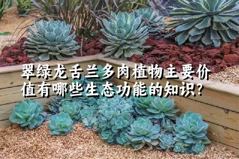 翠绿龙舌兰多肉植物主要价值有哪些生态功能的知识？