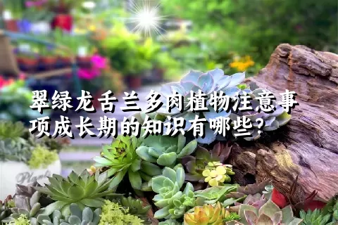 翠绿龙舌兰多肉植物注意事项成长期的知识有哪些？ 