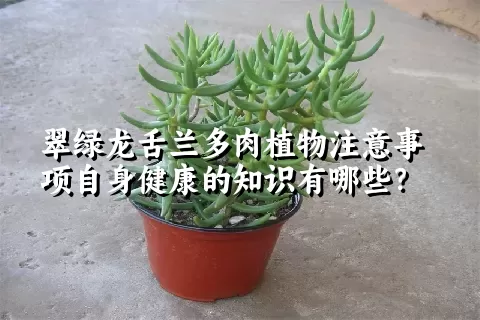 翠绿龙舌兰多肉植物注意事项自身健康的知识有哪些？