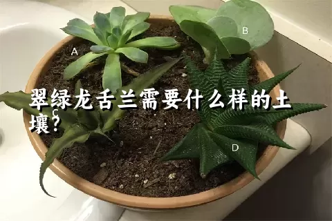 翠绿龙舌兰需要什么样的土壤？