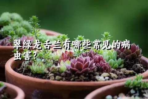 翠绿龙舌兰有哪些常见的病虫害？