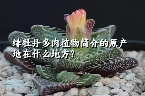 绯牡丹多肉植物简介的原产地在什么地方？