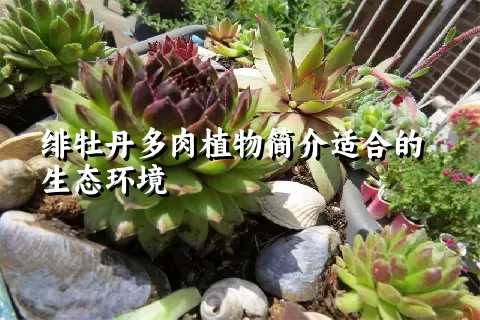 绯牡丹多肉植物简介适合的生态环境