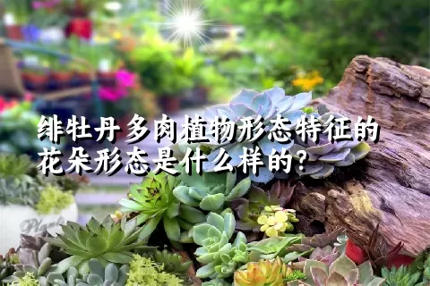 绯牡丹多肉植物形态特征的花朵形态是什么样的？