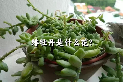 绯牡丹是什么花？