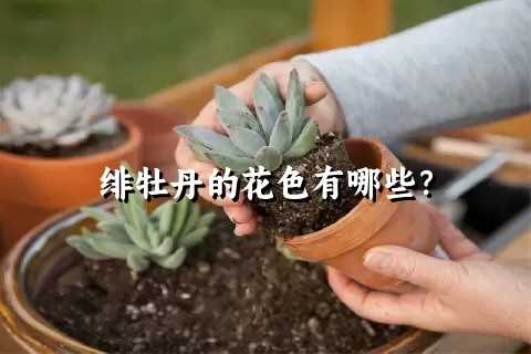 绯牡丹的花色有哪些？