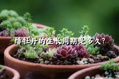 绯牡丹的生长周期是多久？