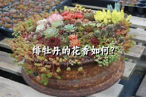 绯牡丹的花香如何？