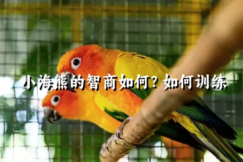 小海熊的智商如何？如何训练