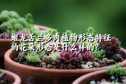 姬龙舌兰多肉植物形态特征的花朵形态是什么样的？