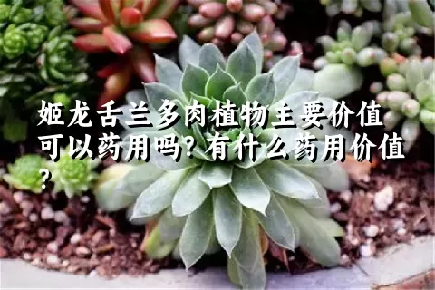 姬龙舌兰多肉植物主要价值可以药用吗？有什么药用价值？