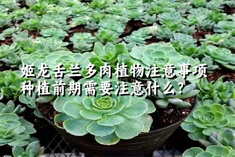 姬龙舌兰多肉植物注意事项种植前期需要注意什么？ 