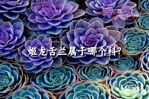 姬龙舌兰属于哪个科?