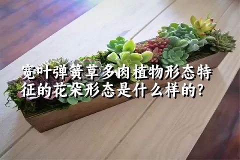 宽叶弹簧草多肉植物形态特征的花朵形态是什么样的？