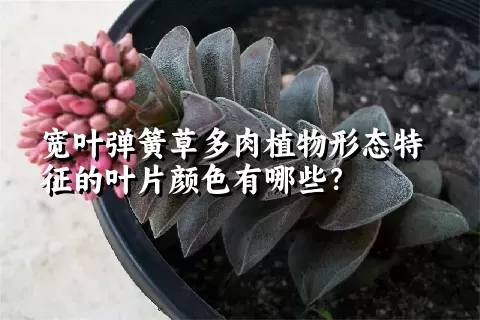 宽叶弹簧草多肉植物形态特征的叶片颜色有哪些？