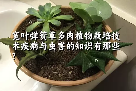 宽叶弹簧草多肉植物栽培技术疾病与虫害的知识有那些？ 