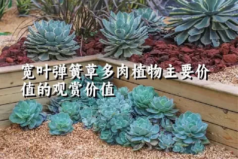 宽叶弹簧草多肉植物主要价值的观赏价值