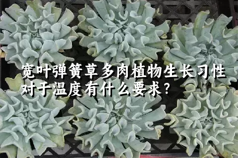 宽叶弹簧草多肉植物生长习性对于温度有什么要求？