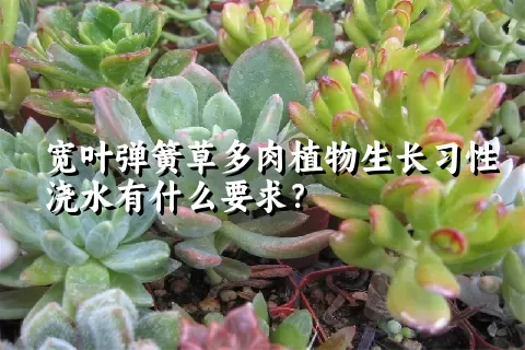 宽叶弹簧草多肉植物生长习性浇水有什么要求？	