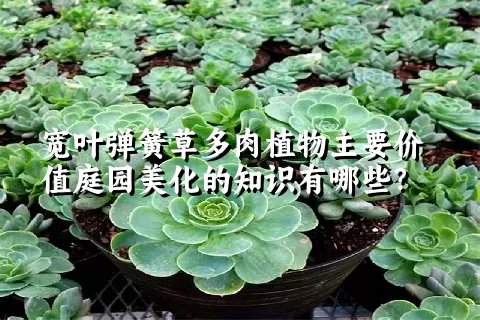 宽叶弹簧草多肉植物主要价值庭园美化的知识有哪些？