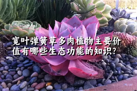 宽叶弹簧草多肉植物主要价值有哪些生态功能的知识？