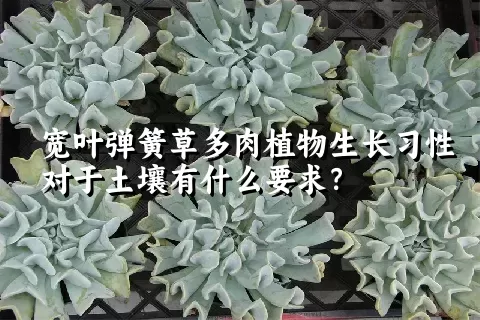 宽叶弹簧草多肉植物生长习性对于土壤有什么要求？	