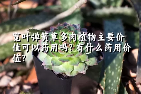 宽叶弹簧草多肉植物主要价值可以药用吗？有什么药用价值？