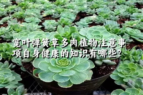 宽叶弹簧草多肉植物注意事项自身健康的知识有哪些？