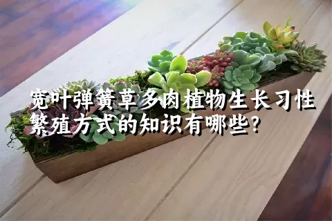 宽叶弹簧草多肉植物生长习性繁殖方式的知识有哪些？