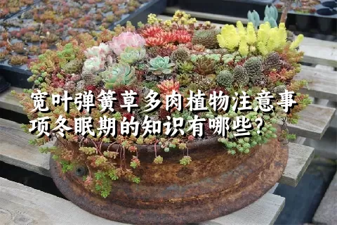 宽叶弹簧草多肉植物注意事项冬眠期的知识有哪些？