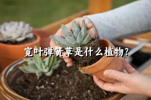 宽叶弹簧草是什么植物？