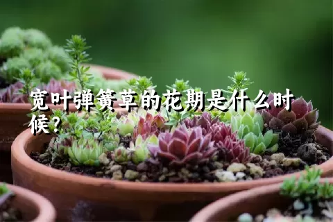 宽叶弹簧草的花期是什么时候？