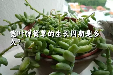 宽叶弹簧草的生长周期是多久？