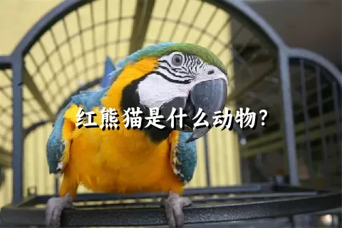 红熊猫是什么动物？