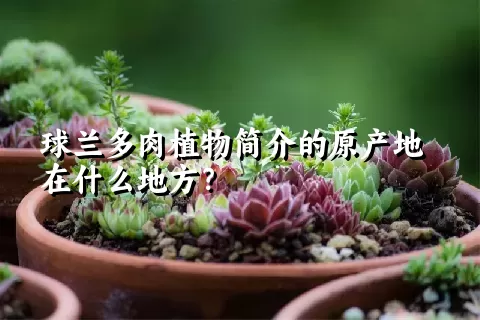 球兰多肉植物简介的原产地在什么地方？