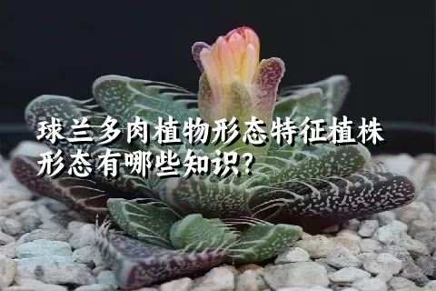 球兰多肉植物形态特征植株形态有哪些知识？