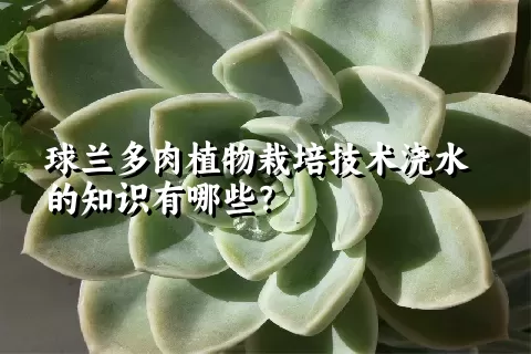 球兰多肉植物栽培技术浇水的知识有哪些？